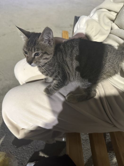 Ласковый котенок