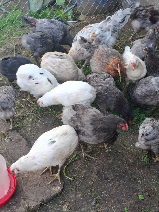 Vand cocos araucana februarie-2026