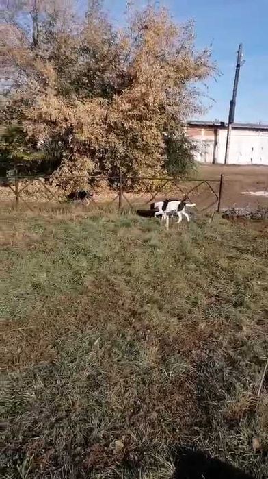 Щенкам нужен дом!