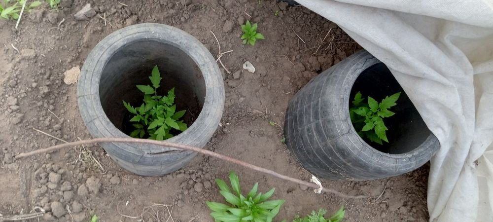 Продам дачу сад Яблонька