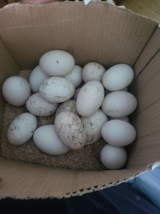 Vand oua de rața