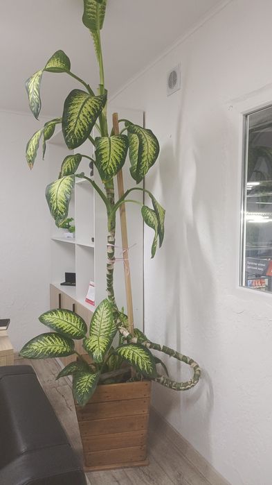 Продам диффенбахию