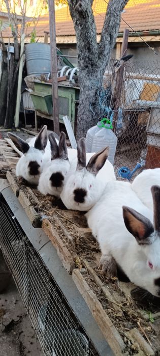 Калифорнийски зайци