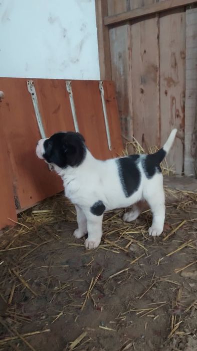 Күшіктер сатылады