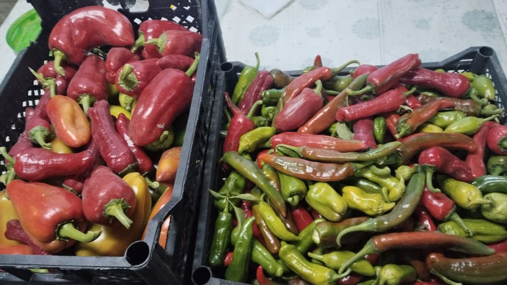 Продам помидоры домашнии