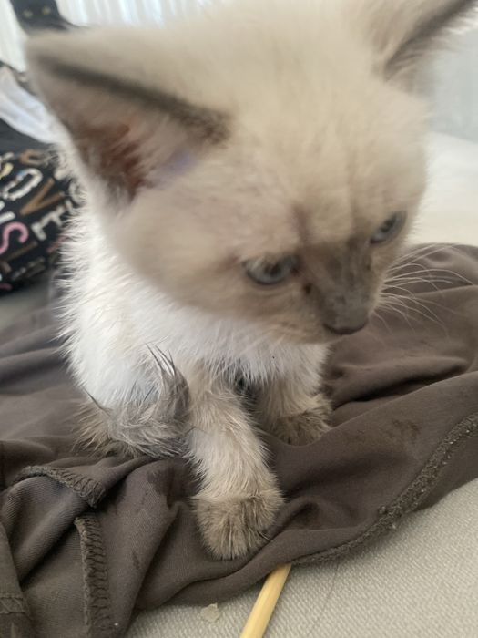 11 айфон с гарантий