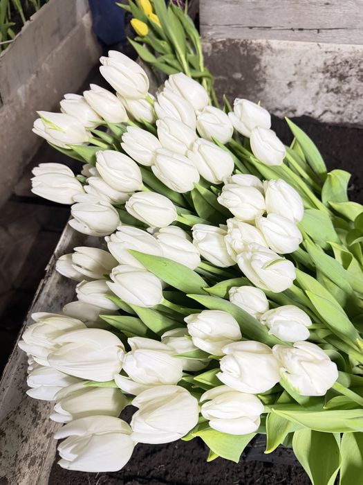 Голландские тюльпаны