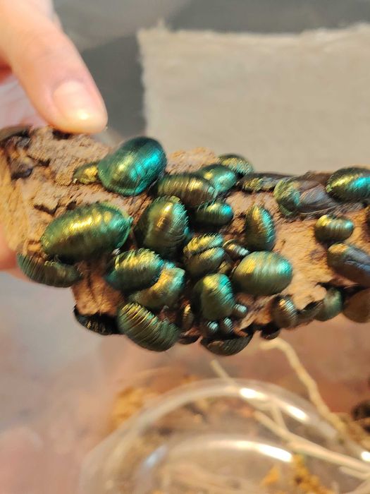 Pseudoglomeris magnifica