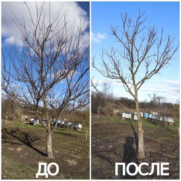 Обрезка деревьев Ағаш кесу