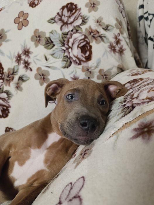 Готовятся к продаже.