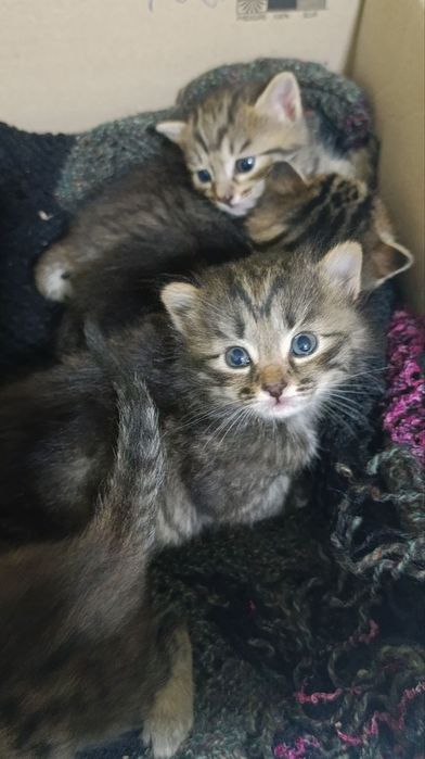 Смешанные котёнки( с бенгал )- отдам даром в добрые руки!
Малышу 1 мес