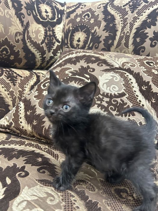 Котята ищут любящих хозяев.