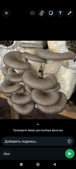 Продам гриб  вешенку