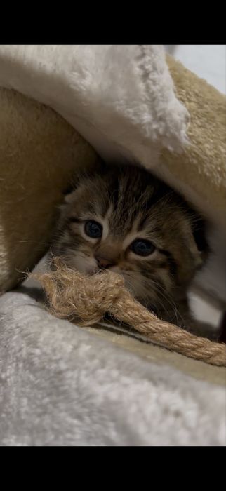 Вислоухие котята Есик