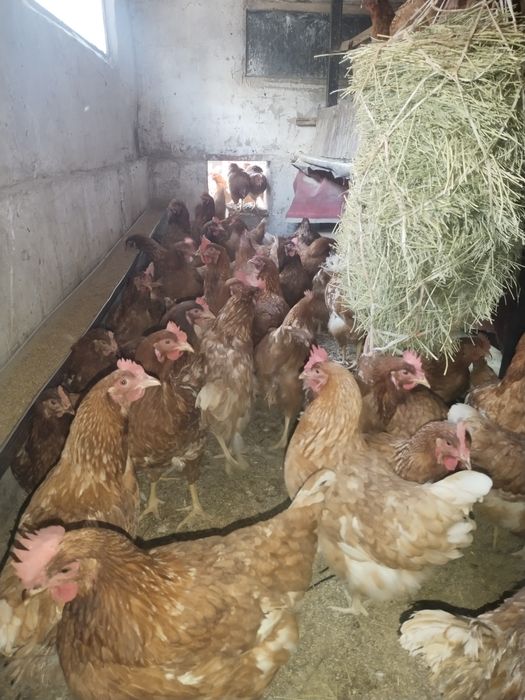 Продам кур Ломан браун