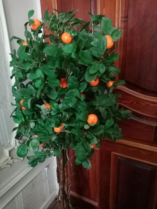 Декоротивные дерево с  мандаринами