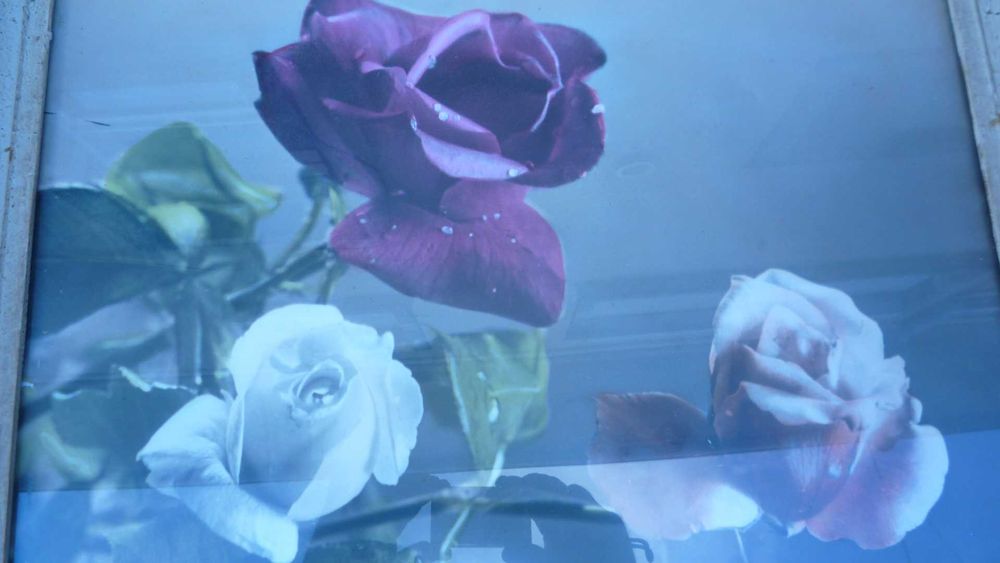 Картина с рози българска