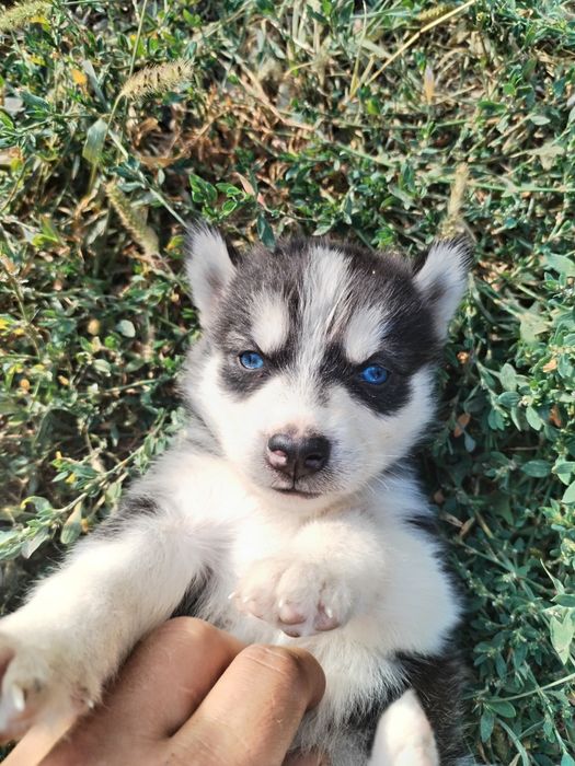 Pui husky siberian