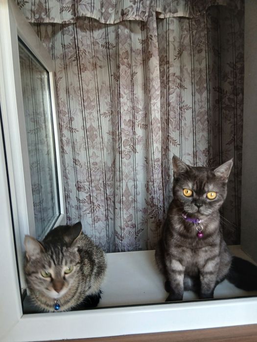 Отдам в добрые руки 2-х кошек.В связи со срочным переездом