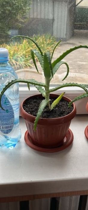 Алоэ древовидное.Столетник.