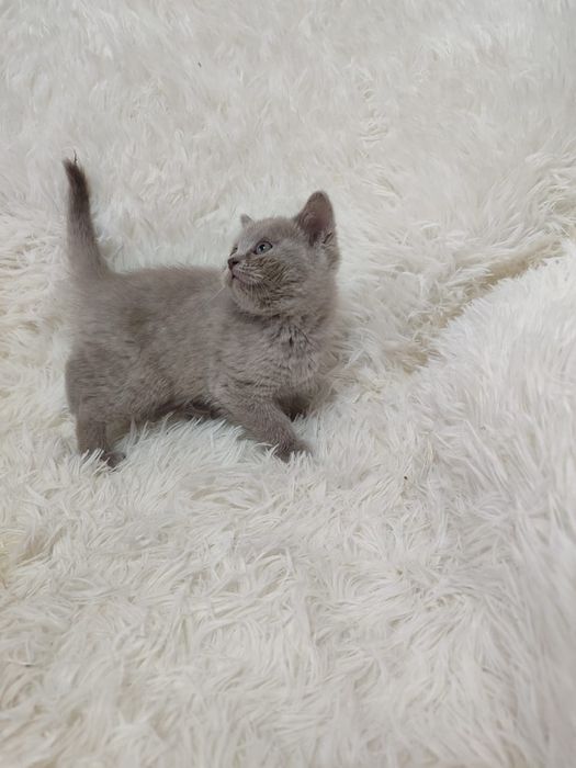 Продам Шотландских котят