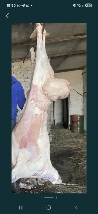 Продам мясо барана