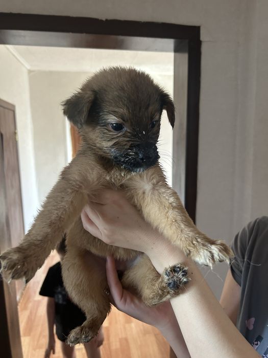 Отдам щенят в хорошие добрые руки