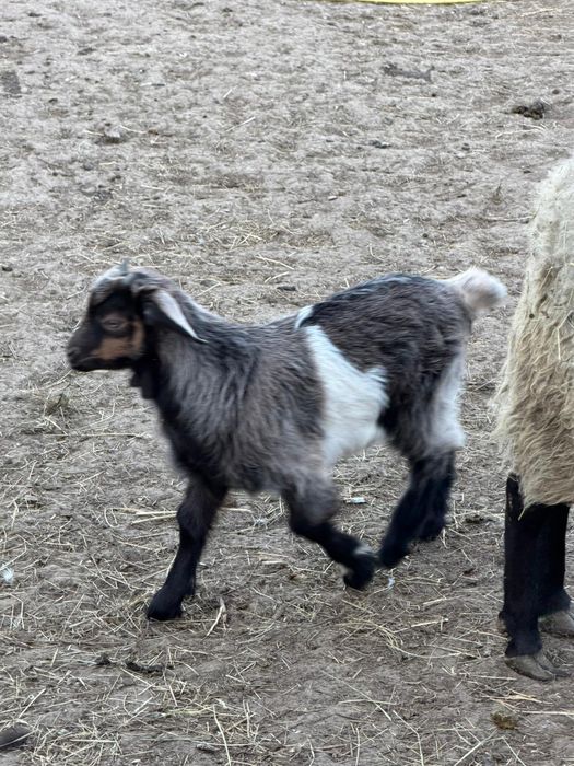 Vând  trei țăpișori