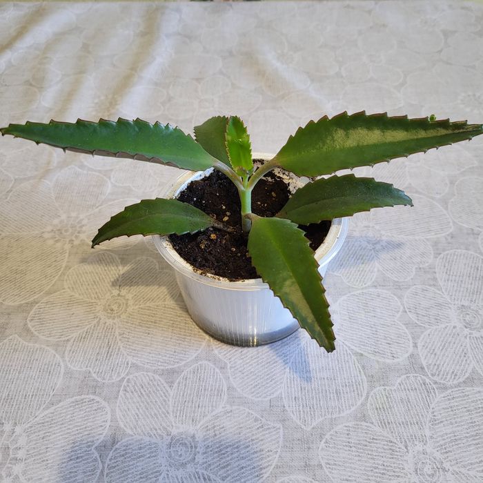 Каланхоэ Дегремона (Каланхоэ лечебный)