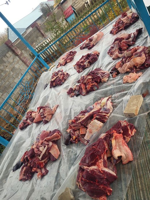 Жілік жылкы еті 2600тг