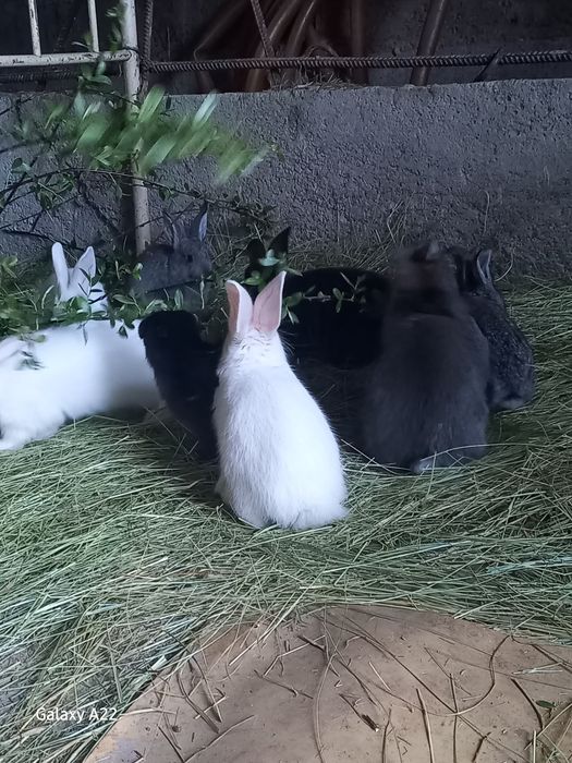 Продаются крольчата