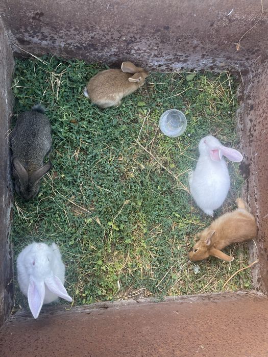 Продам крольчат и кролика