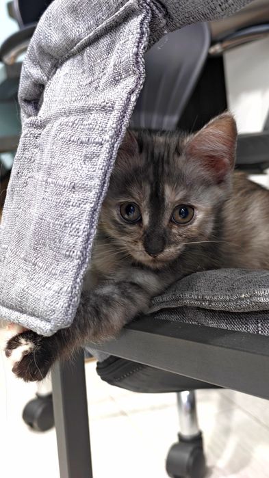 Отдам кошечеку, 2 месяца, домашняя