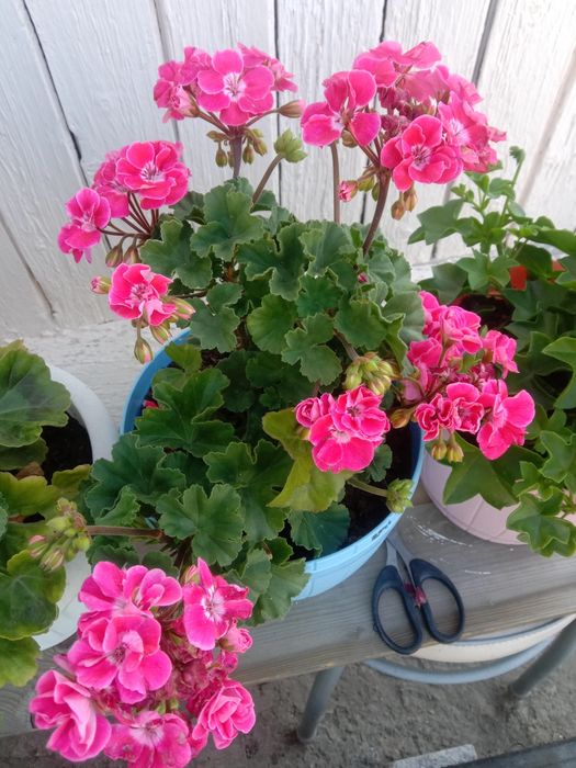 Черенки сортовых Пеларгоний