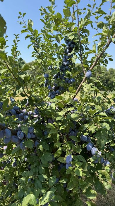 Продава се Земеделски имот в с. Крислово, Област Пловдив -  кв.м за 2267 €/дка - Снимка #4