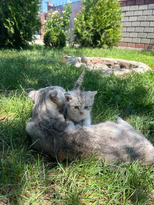 Шотландский котенок