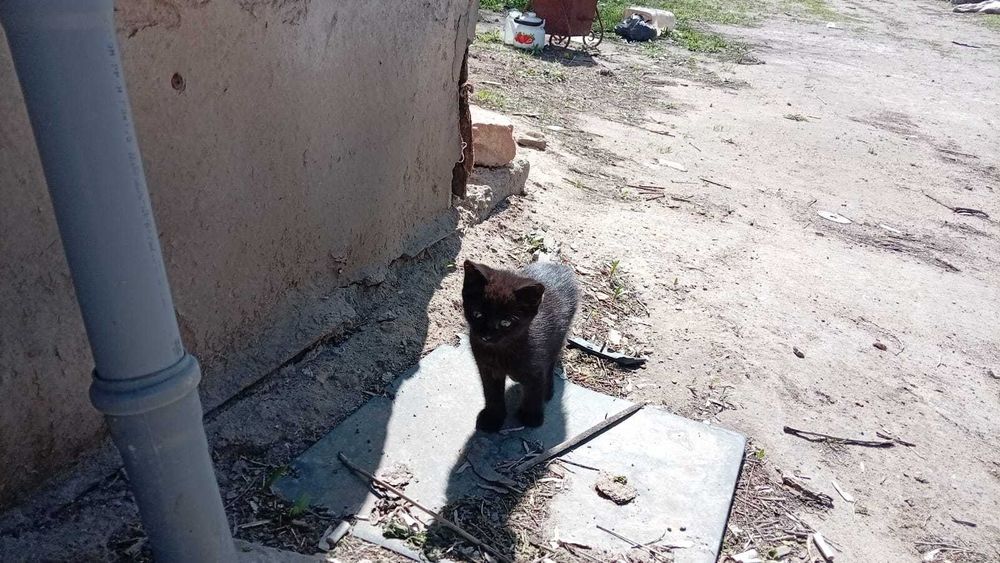 Отдам котят в добрые руки