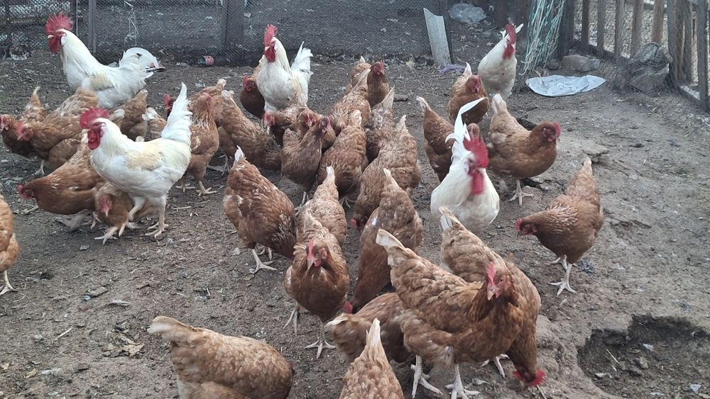 Икубатир жумыртқа