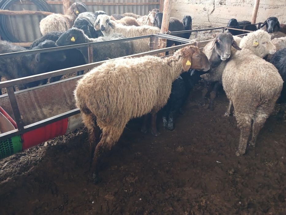 ҚозылыҚойларрррр