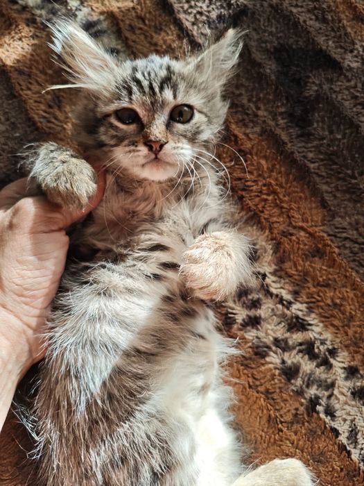Отдам котёнка в добрые руки