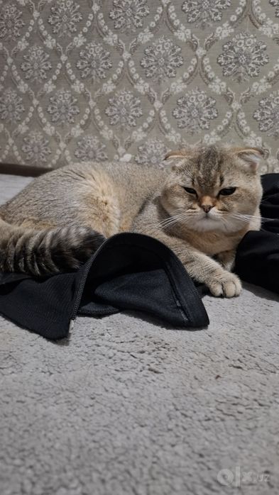 Scottish fold zalataya chinchilla