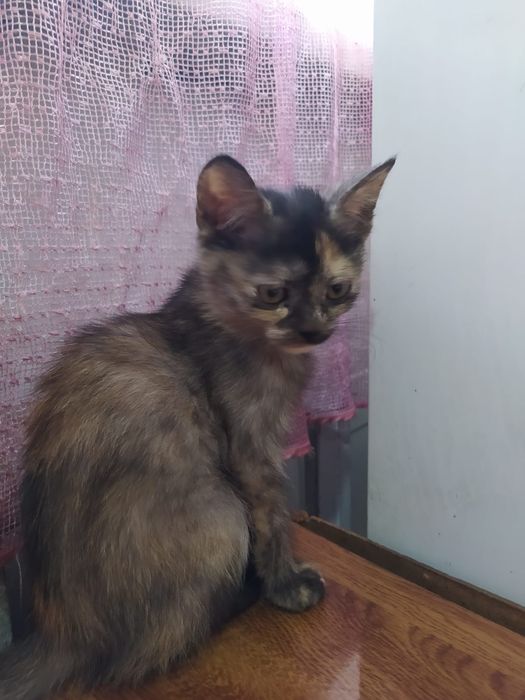 Отдам котят в добрые руки