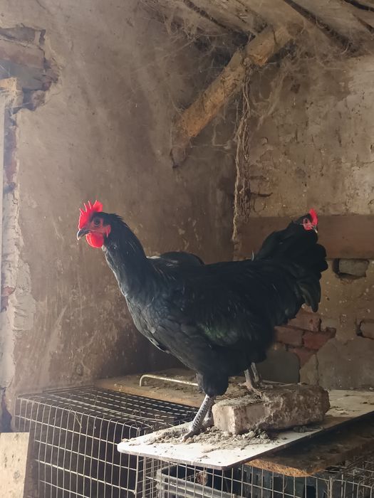 Cocoși australorp