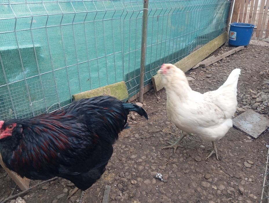 Oua verzi Ameraraucana Araucana Csabo de incubat