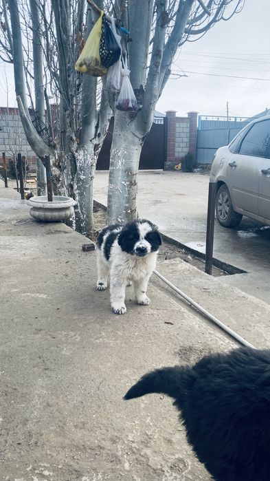 Күшік сатылады еркек