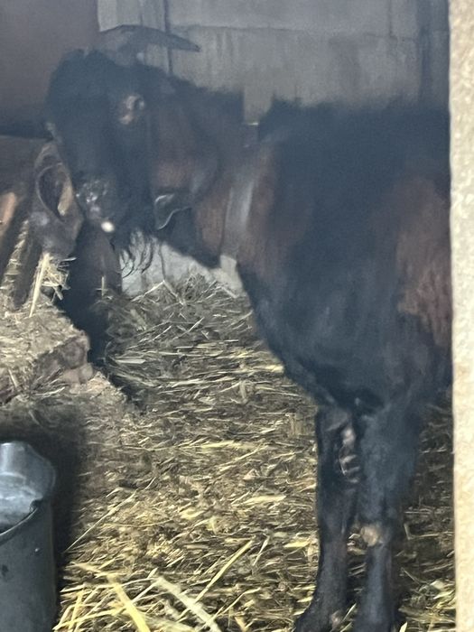 Англо-нубийски пръч