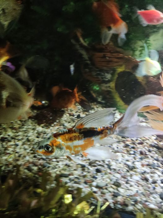 СРОЧНО Продам аквариум 200 литров.Торг есть.