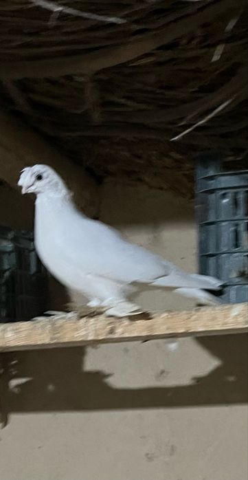 Кептерлер бар таз