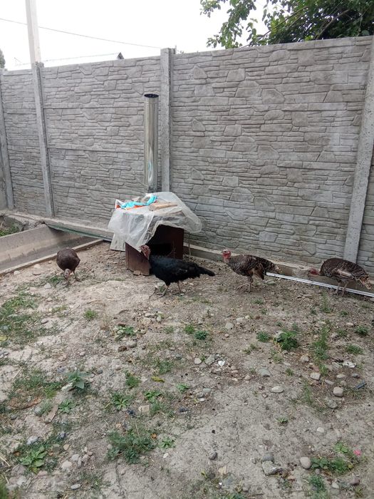 Үндік Түйе тауық