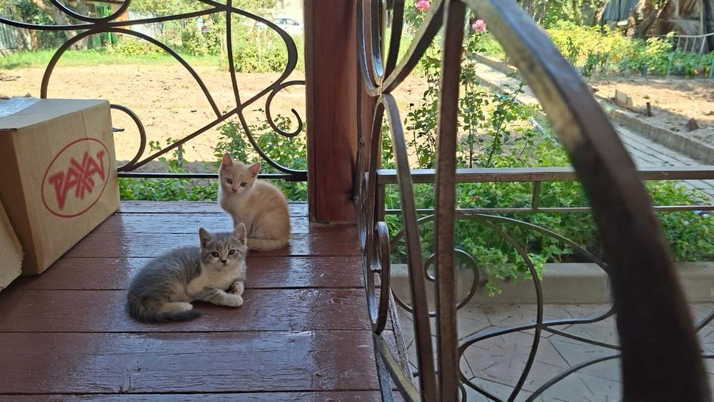 Котики два месяца